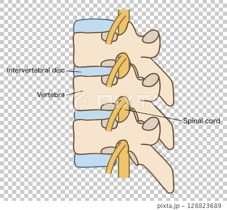 Diagram of vertebrae (thoracic vertebrae), intervertebral discs, and spinal cord 128823689
