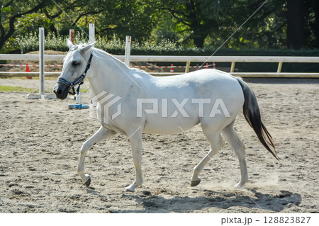 馬場を気持ち良さそうに走る白馬 馬場を気持ち良さそうに走る白馬 128823827