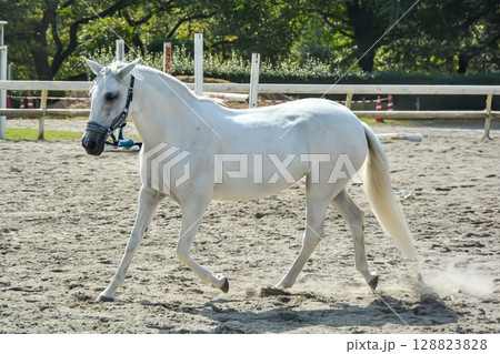 馬場を気持ち良さそうに走る白馬 128823828