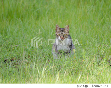 里山の野良猫 128823964