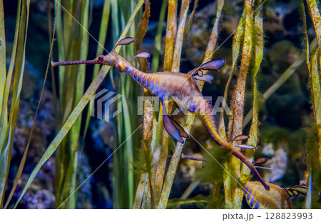 Common sea dragon Phyllopteryx taeniolatus is a marine fish of the order Syngnathiformes Common sea dragon Phyllopteryx taeniolatus is a marine fish of the order Syngnathiformes 128823993