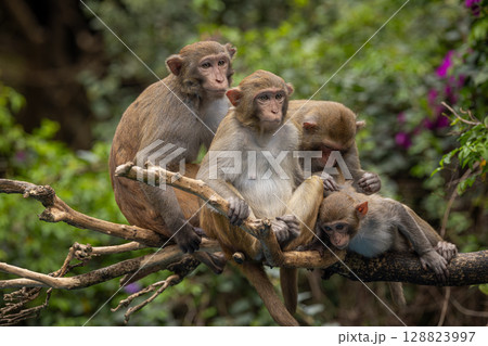 Macaques in nature. Macaques constitute a genus (Macaca) of gregarious monkeys. 128823997