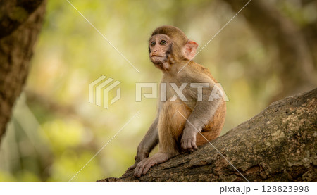 Macaques in nature. Macaques constitute a genus (Macaca) of gregarious monkeys. 128823998