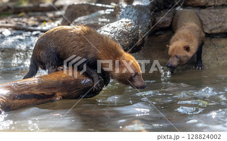 Bush dog (Speothos venaticus) in nature. Bush dogs are found from Panama in Central America, through much of South America. 128824002