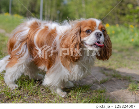 Cavalier King Charles Spaniel dog on a walk in the summer park. 128824007
