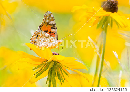 花の蜜を吸うヒメアカタテハ 花の蜜を吸うヒメアカタテハ 128824136