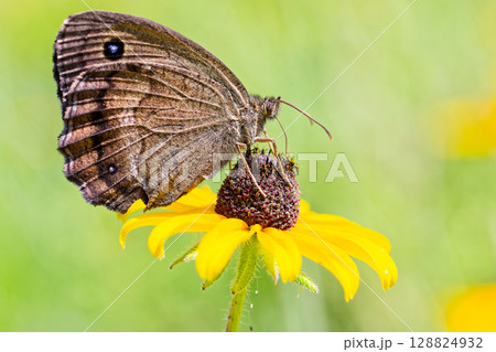 花の蜜を吸うジャノメチョウ 128824932