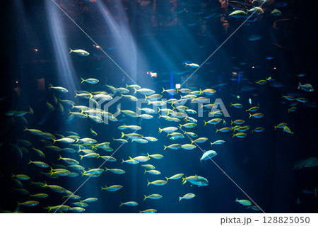 大水槽に広がる光と魚たちの幻想風景－水族館- 128825050