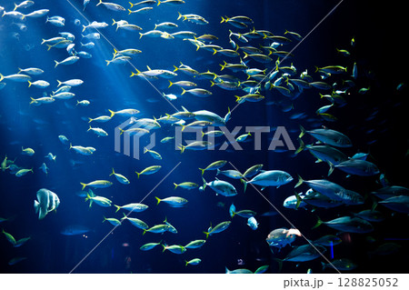 大水槽に広がる光と魚たちの幻想風景－水族館- 128825052