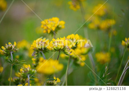 Whispers in Wild Bloom Whispers in Wild Bloom 128825138