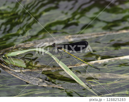 用水路の中、羽を休めるトンボ 用水路の中、羽を休めるトンボ 128825283