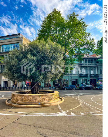 A 2000-year old olive tree from Palestine in Rustaveli Avenue in Tbilisi. High quality photo 128825331