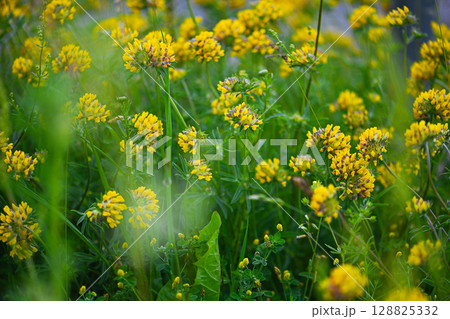 Golden Whispers of the Meadow Golden Whispers of the Meadow 128825332