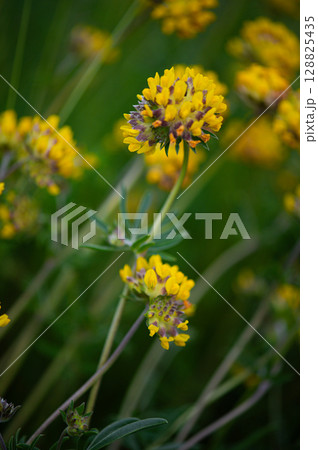 Golden Rhythm in Nature Garden Golden Rhythm in Nature Garden 128825435