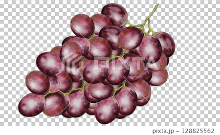 Grapes watercolor. Hand drawn brush drawing of grape vine. Clip art of food on white background. Ideal for wine, juice label and bar menu design 128825562