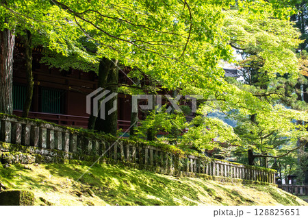 新緑のもみじに光が差し込む初夏の情景 128825651