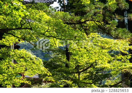 新緑のもみじに光が差し込む初夏の情景 128825653