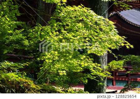 新緑のもみじに光が差し込む初夏の情景 128825654