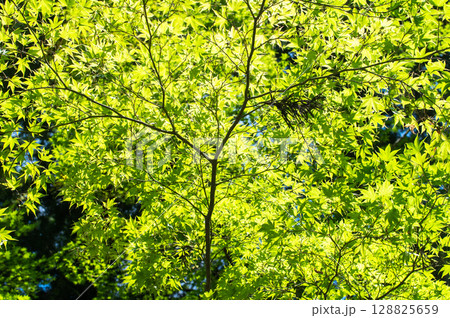 新緑のもみじに光が差し込む初夏の情景 128825659