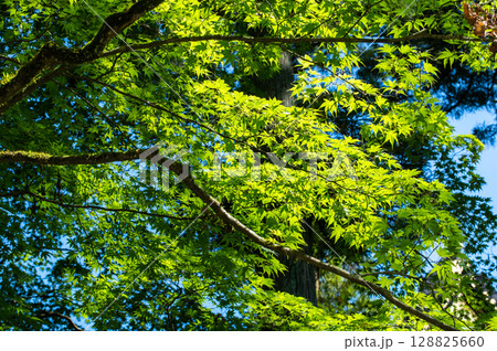 新緑のもみじに光が差し込む初夏の情景 新緑のもみじに光が差し込む初夏の情景 128825660