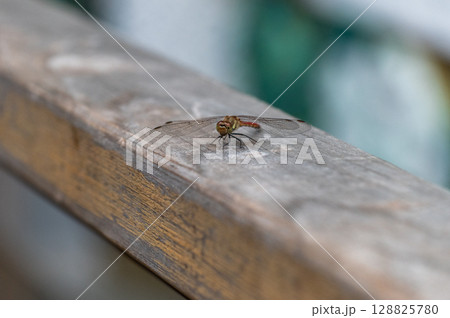 木柵に止まる赤とんぼの接写 128825780