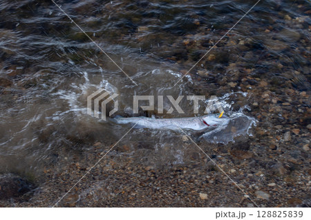 渓流で釣り上げたニジマス 渓流で釣り上げたニジマス 128825839