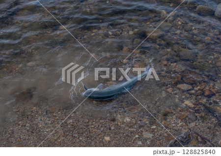 渓流で釣り上げたニジマス 渓流で釣り上げたニジマス 128825840