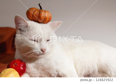 White Cat Resting With a Small Pumpkin Balancing on Its Head Surrounded by Festive Decor 128825922