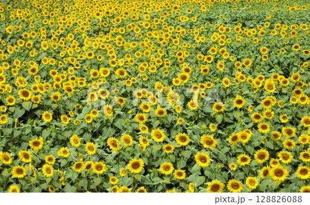 ヒマワリの花畑(ひまわり、向日葵) ヒマワリの花畑(ひまわり、向日葵) 128826088