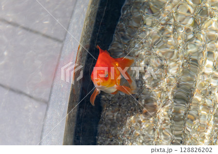 水槽を泳ぐ琉金のアップ｜赤く美しい金魚 128826202