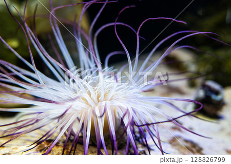水中で広がるイソギンチャクの触手｜美しい海の生き物 128826799