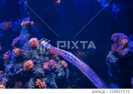 青い海に泳ぐヘラヤガラ｜ユニークな形の海水魚 128827172