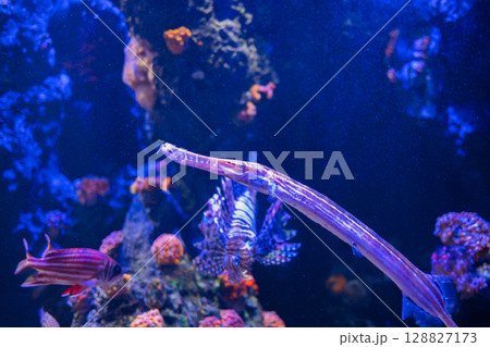 青い海に泳ぐヘラヤガラ｜ユニークな形の海水魚 128827173