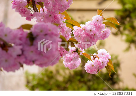 fragrant blossom of sakura in spring. pink nature background. japanese plant adapted for ukraine climate. twigs of kanzan species with lush flowers fragrant blossom of sakura in spring. pink nature background. japanese plant adapted for ukraine climate. twigs of kanzan species with lush flowers 128827331