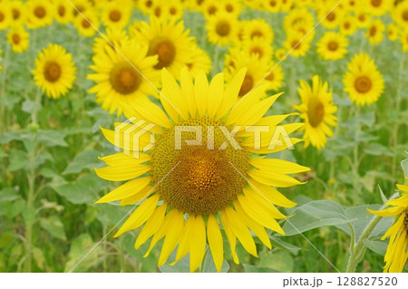 夏の花のある風景 128827520
