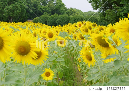 夏の花のある風景 128827533