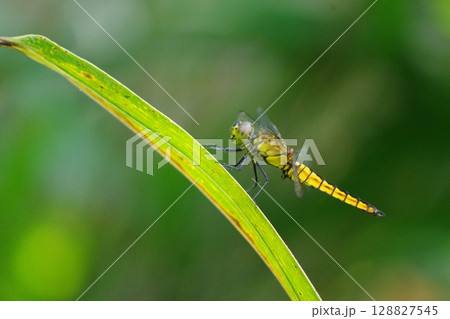 葉にとまるトンボ 128827545