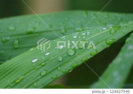 雨に濡れた葉 雨に濡れた葉 128827546