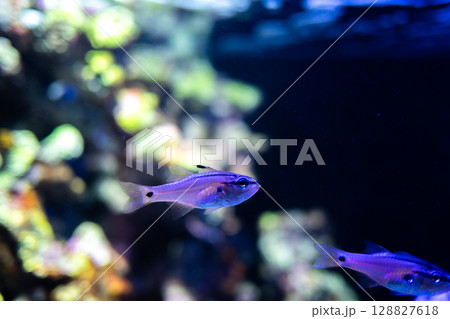 サンギルイシモチが泳ぐ幻想的な水中シーン|色鮮やかな熱帯魚の美しさ サンギルイシモチが泳ぐ幻想的な水中シーン|色鮮やかな熱帯魚の美しさ 128827618