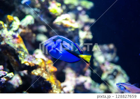 ナンヨウハギの美しい泳ぎ｜鮮やかなブルーが魅力の熱帯魚 128827659