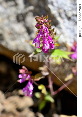 御坂山地の釈迦ヶ岳に咲く　ママコナ 128827904