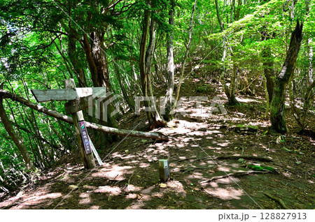 御坂山地の釈迦ヶ岳　笛吹市トレッキングコースの登山道　上芦川分岐 128827913
