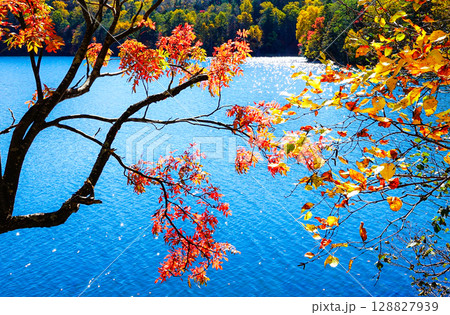 爽やかな秋の北海道オンネトーの紅葉風景 128827939