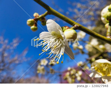 元気な白いウメの花 元気な白いウメの花 128827948