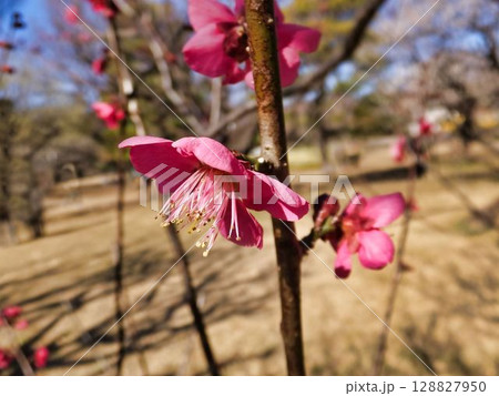 赤いウメの花 赤いウメの花 128827950