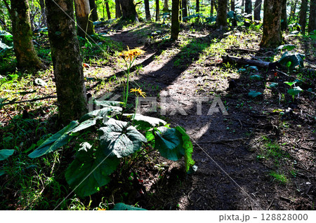 御坂山地の破風山　森の山道に咲くマルバダケブキ 128828000