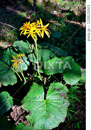 御坂山地の破風山　夏に咲くマルバダケブキ 128828001