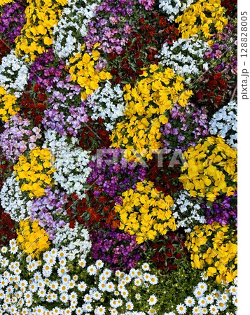 色とりどりの花が咲き誇るフラワーガーデン 色とりどりの花が咲き誇るフラワーガーデン 128828005