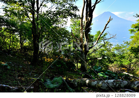 御坂山地の黒岳より 夏の富士山と森に咲くマルバダケブキの花 御坂山地の黒岳より 夏の富士山と森に咲くマルバダケブキの花 128828009