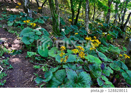 御坂山地の黒岳　森に咲くマルバダケブキの花 128828011